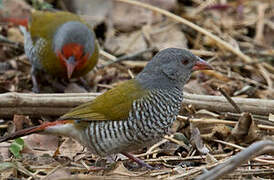 Green-winged Pytilia