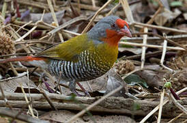 Green-winged Pytilia