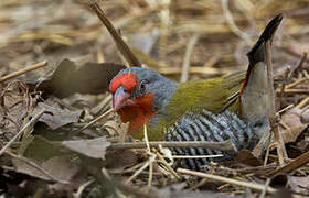 Green-winged Pytilia