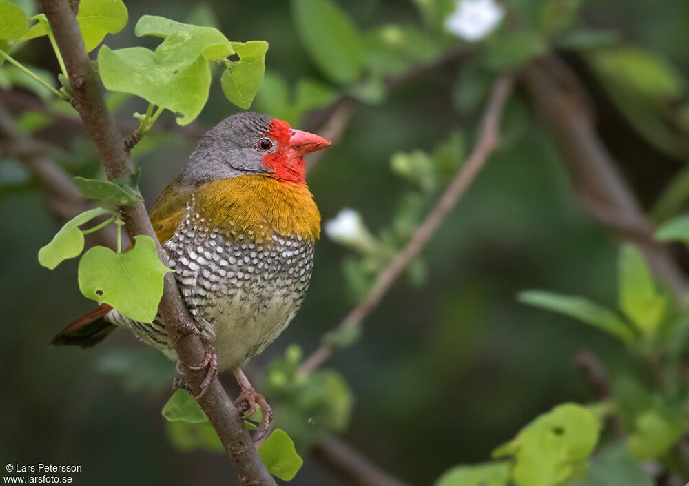 Green-winged Pytilia