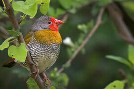 Green-winged Pytilia