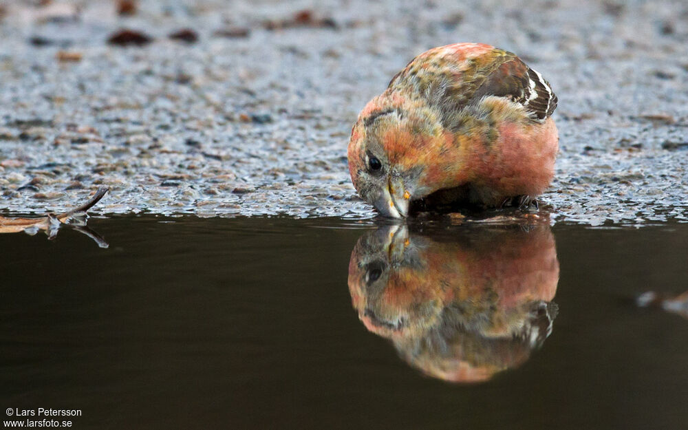 Two-barred Crossbill