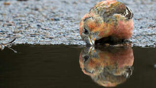 Two-barred Crossbill