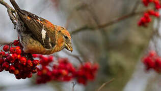 Two-barred Crossbill