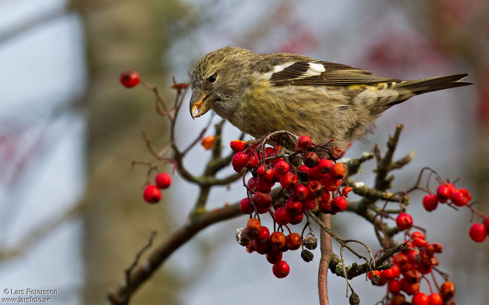 Two-barred Crossbill