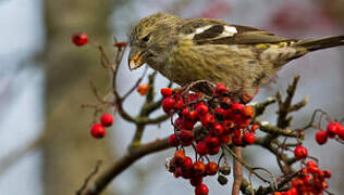 Two-barred Crossbill