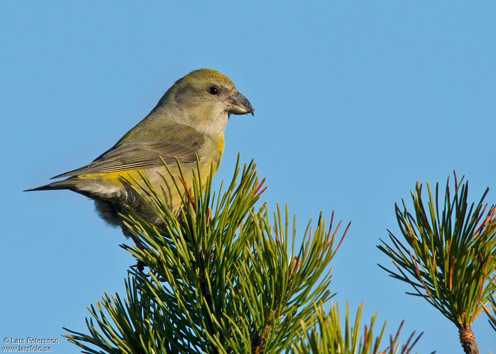 Red Crossbill