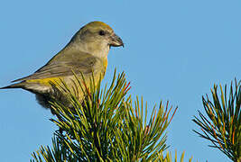 Red Crossbill