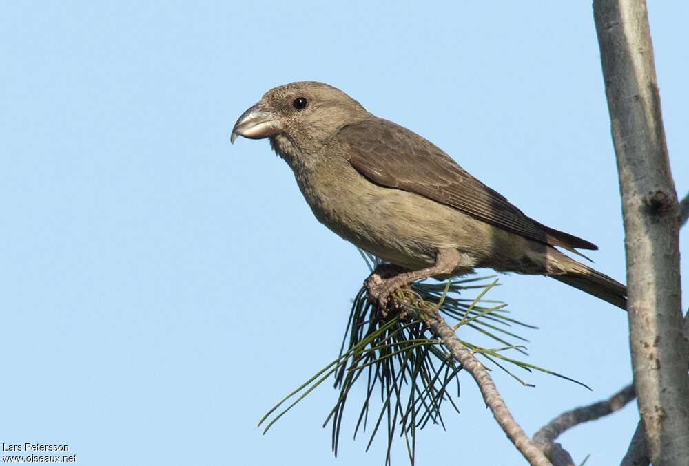 Red Crossbill female Second year, identification