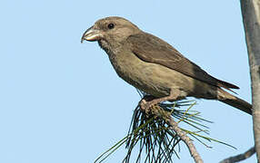 Red Crossbill