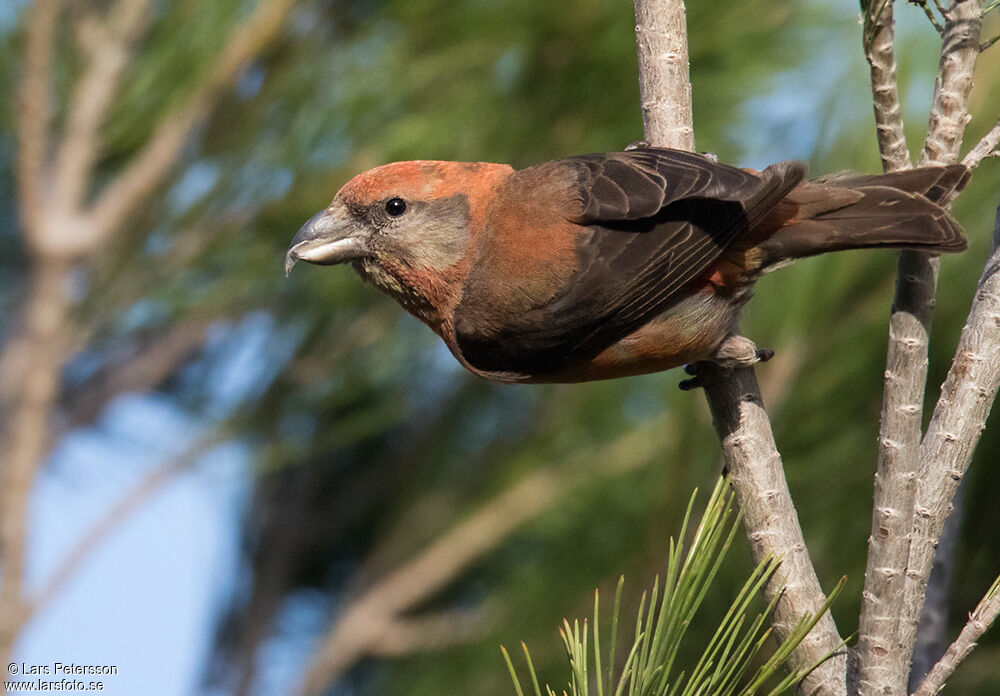 Red Crossbill