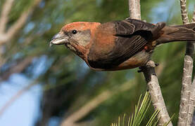 Red Crossbill