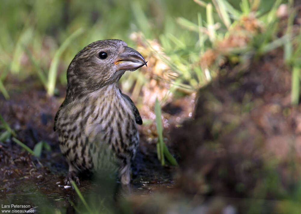 Bec-croisé perroquetjuvénile, portrait