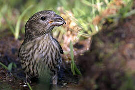 Parrot Crossbill