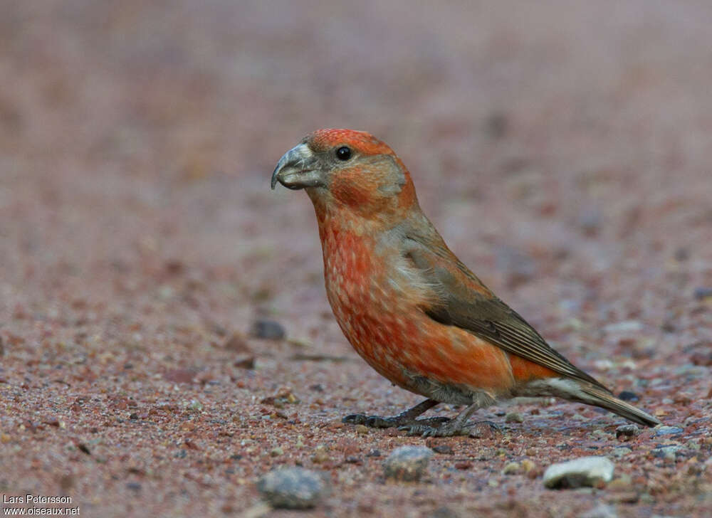 Parrot Crossbill male adult breeding, identification