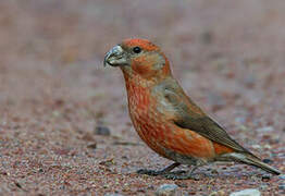 Parrot Crossbill