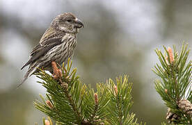 Parrot Crossbill