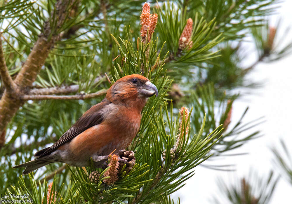 Parrot Crossbill male adult breeding, habitat, pigmentation, eats