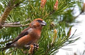 Parrot Crossbill