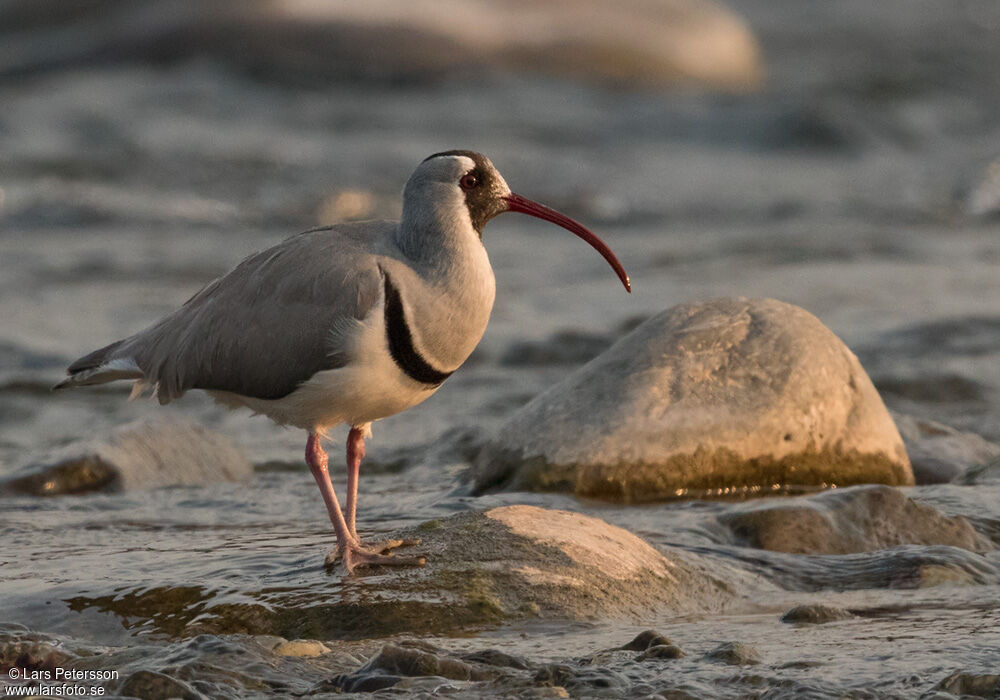 Bec-d'ibis tibétain