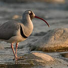 Bec-d'ibis tibétain