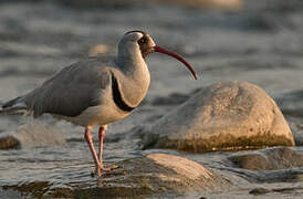 Ibisbill