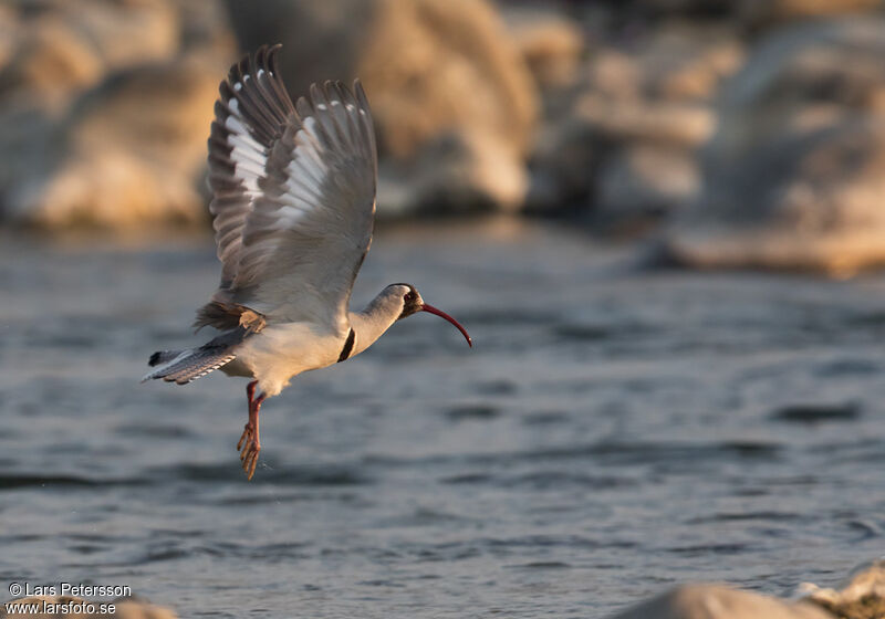 Bec-d'ibis tibétain