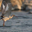 Bec-d'ibis tibétain