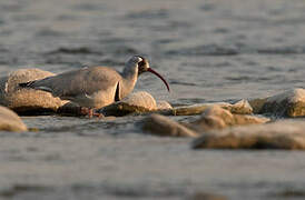 Ibisbill