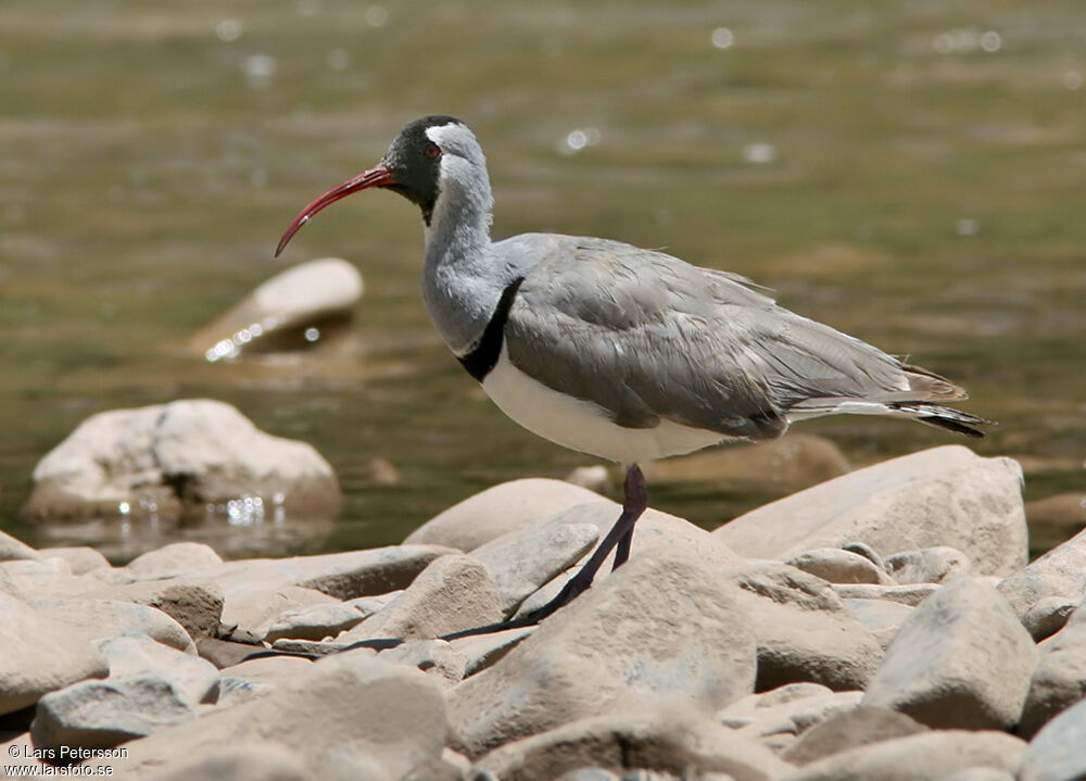 Bec-d'ibis tibétain