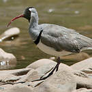 Bec-d'ibis tibétain