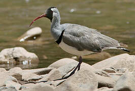 Ibisbill