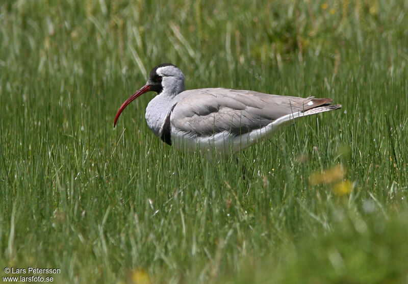 Bec-d'ibis tibétain
