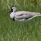 Bec-d'ibis tibétain