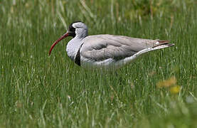 Ibisbill