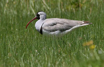 Bec-d'ibis tibétain