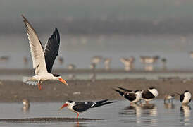 Indian Skimmer