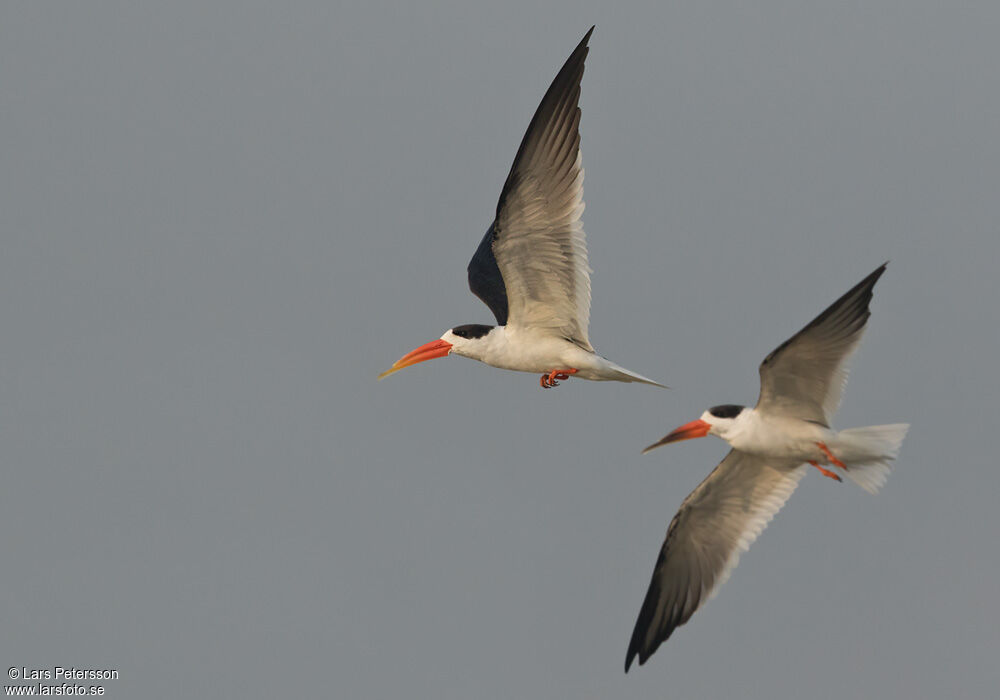 Indian Skimmer