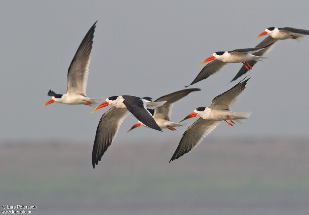 Indian Skimmer