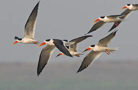 Indian Skimmer