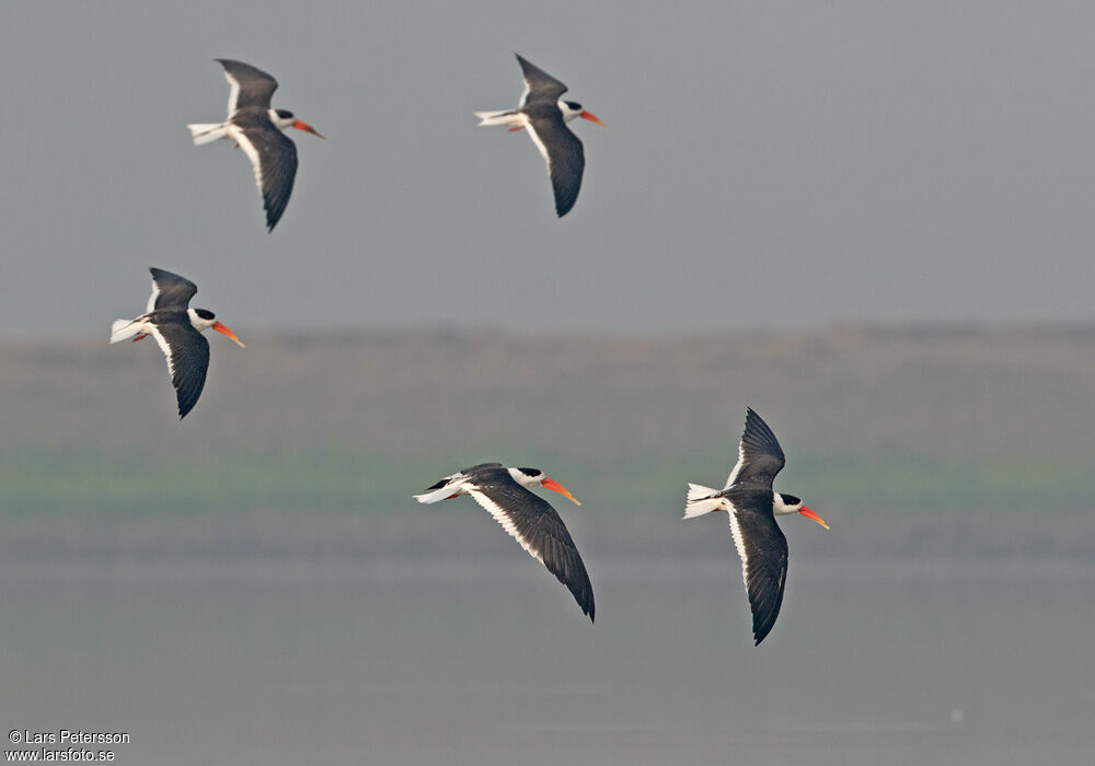 Indian Skimmer