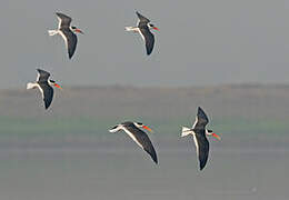 Indian Skimmer