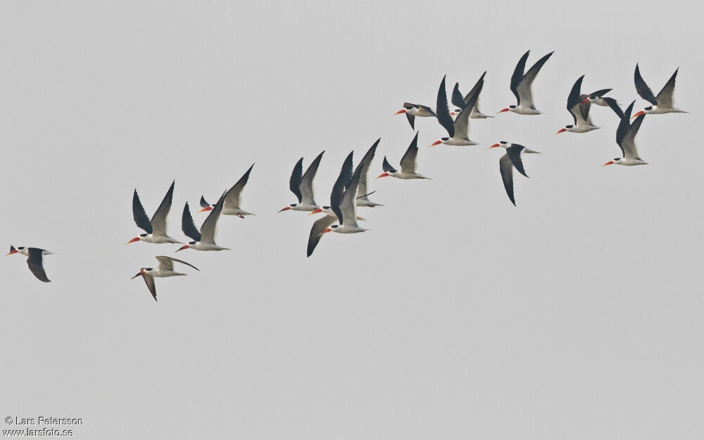 Indian Skimmer