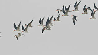 Indian Skimmer