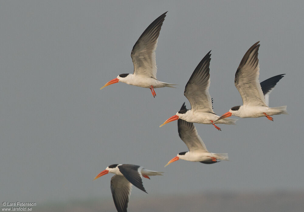 Indian Skimmer