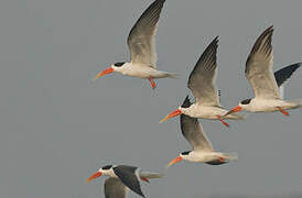 Indian Skimmer