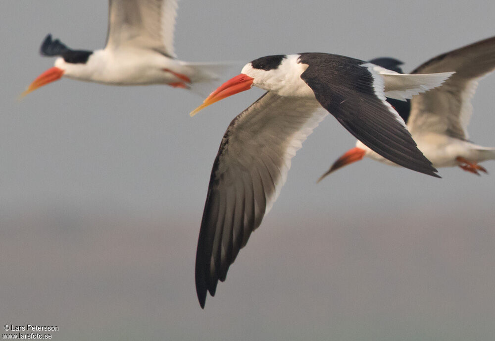 Indian Skimmer