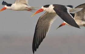 Indian Skimmer