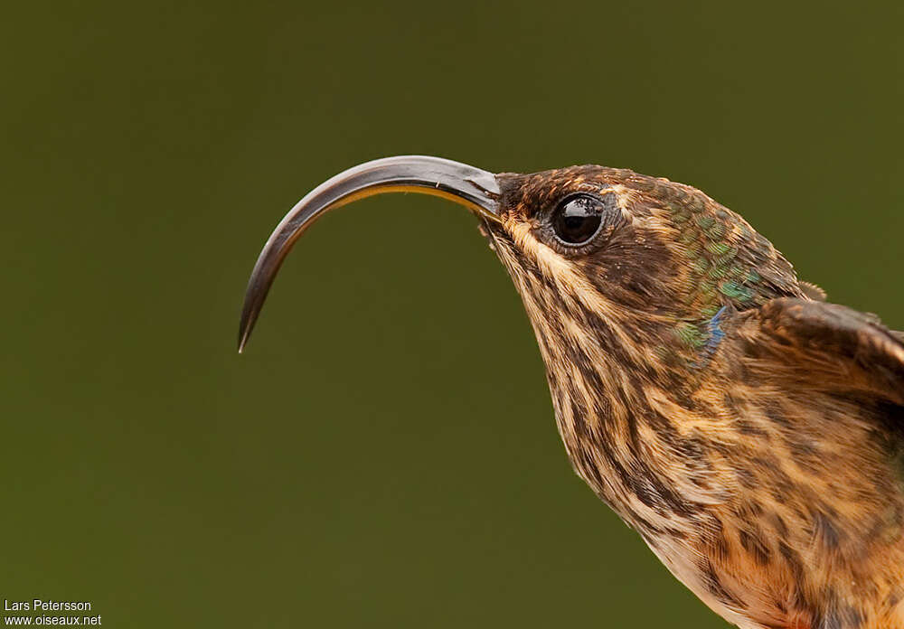 Buff-tailed Sicklebill