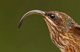 Buff-tailed Sicklebill